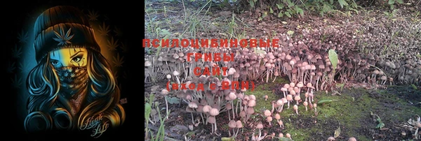 PSILOCYBIN Новокубанск